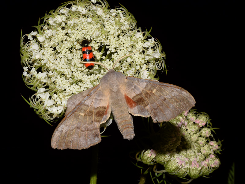 Laothoe populi - Sphingidae